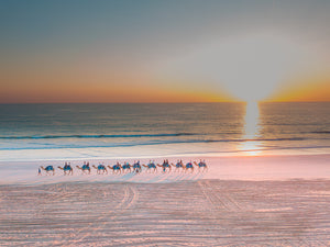 Sunset Camel Walk